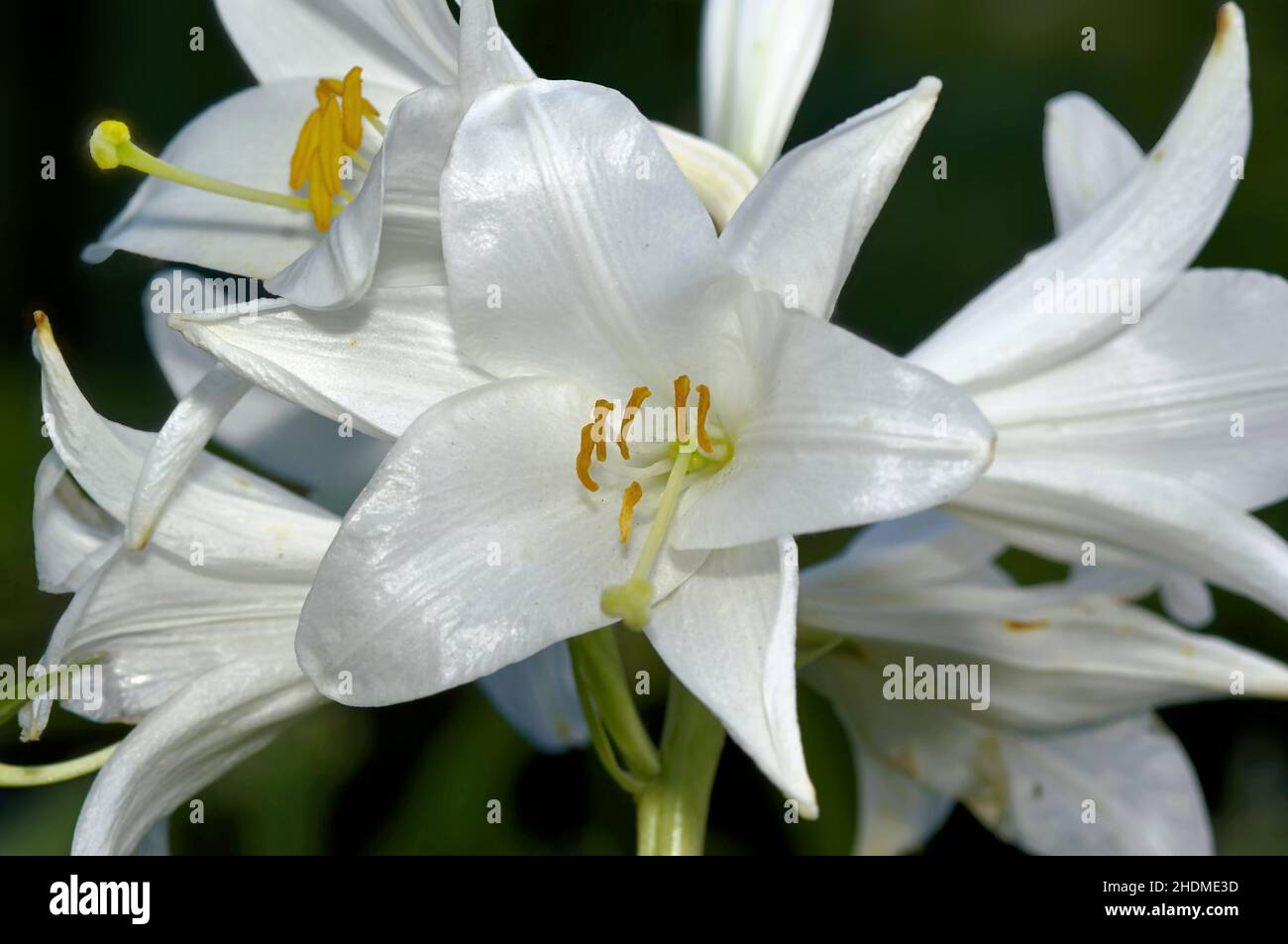 Madonna easter lily hi-res stock photography and images - Alamy