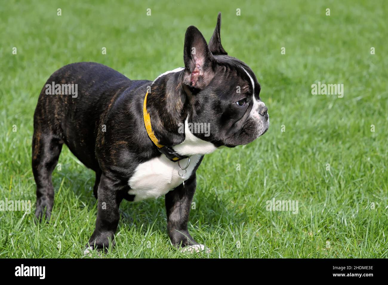 french bulldog, french bulldogs Stock Photo