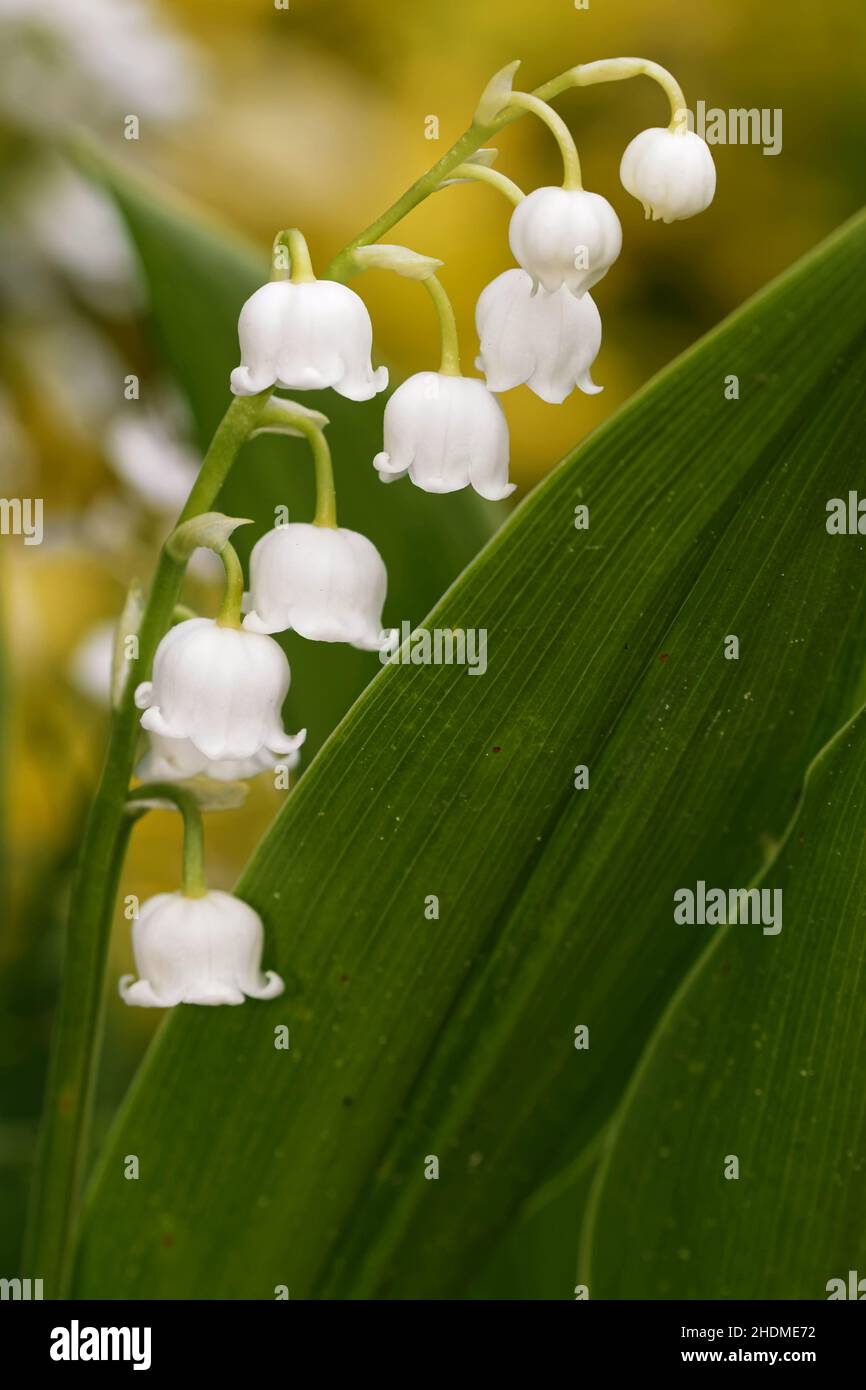 Lily valley plants hi-res stock photography and images - Alamy