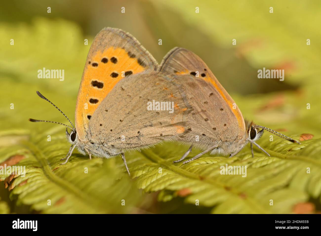 copper butterfly, copper butterflies Stock Photo Alamy
