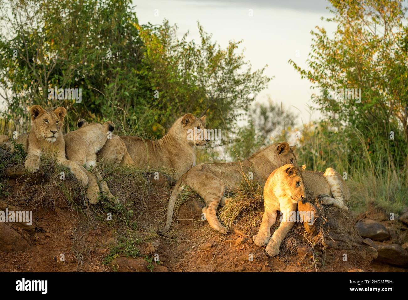 Paradise Pride of african Lions (Panthera leo) waiting for and greeting ...