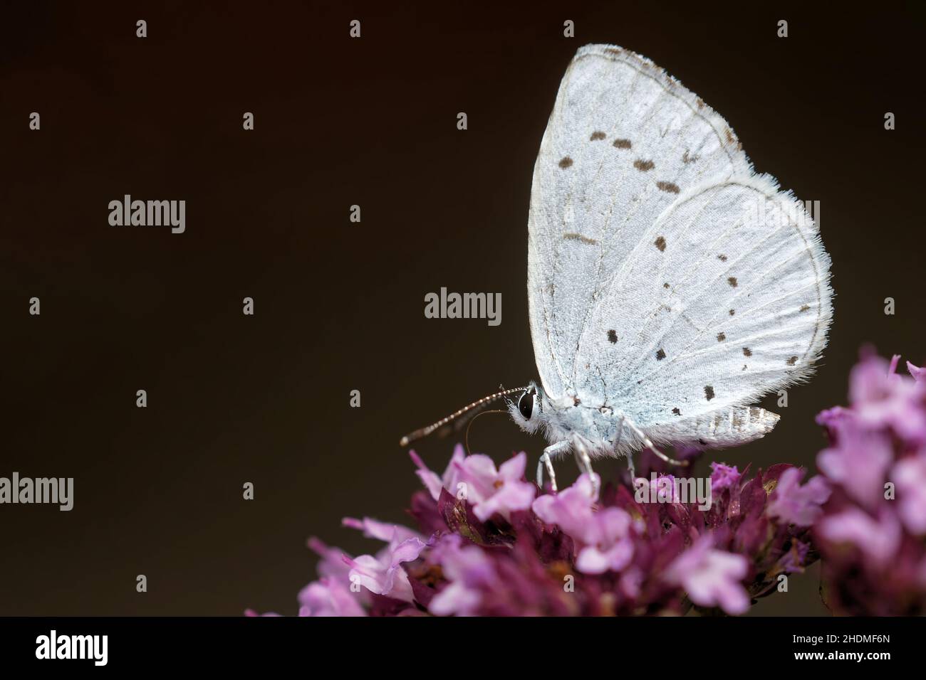 nectar, butterfly, Origanum vulgare, nectars, butterflies Stock Photo