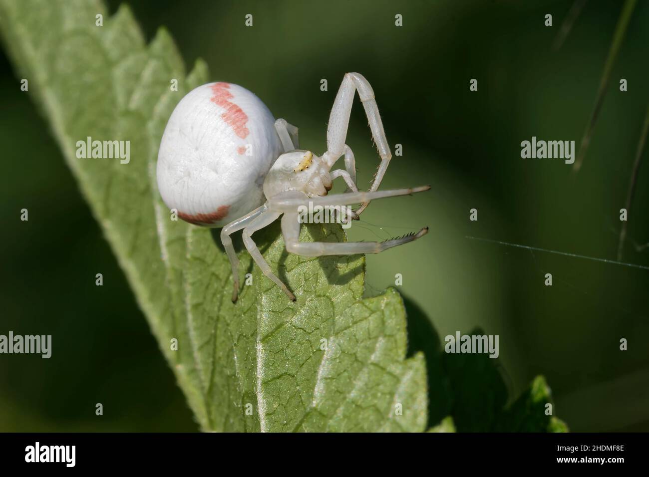 flower crab spider, flower crab spiders Stock Photo Alamy