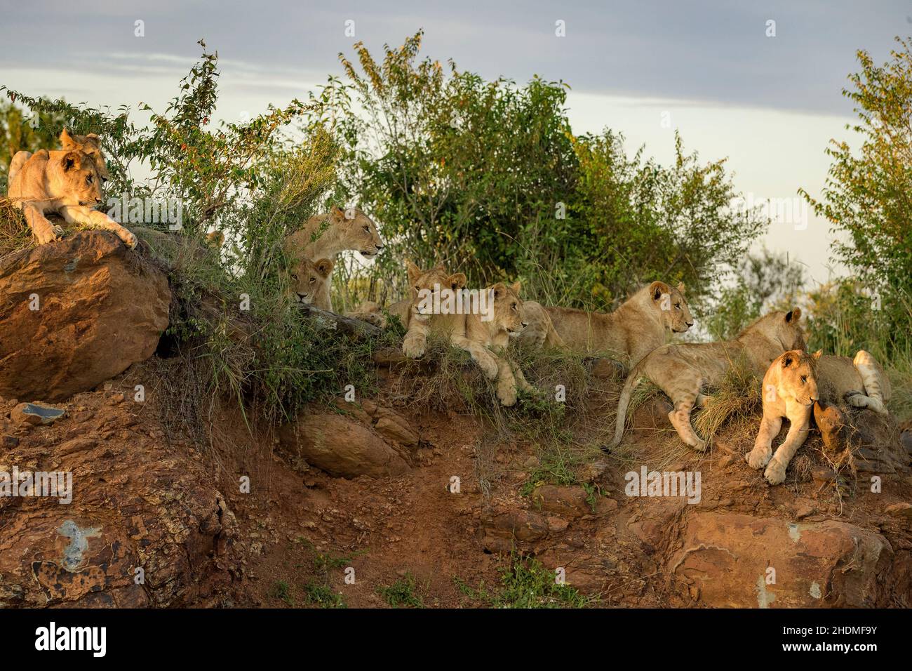 Paradise Pride of african Lions (Panthera leo) waiting for and greeting ...