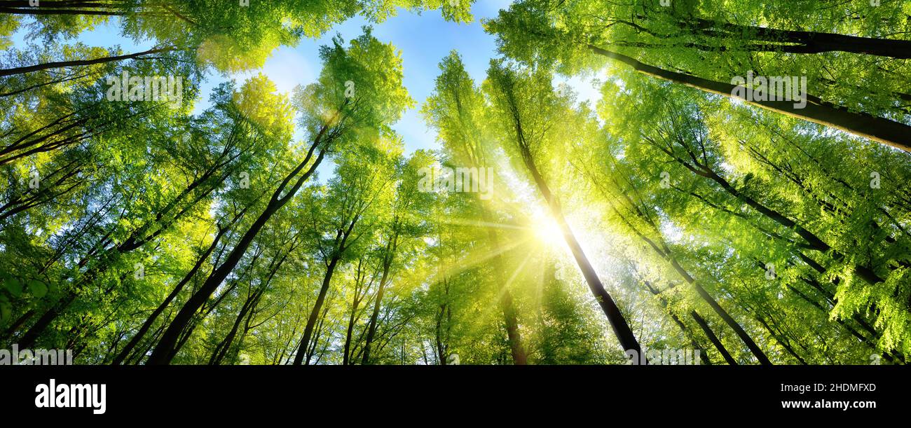 forest, forestry, tree canopy, forests, wood, woodland, woods, forestries, tree canopies Stock Photo