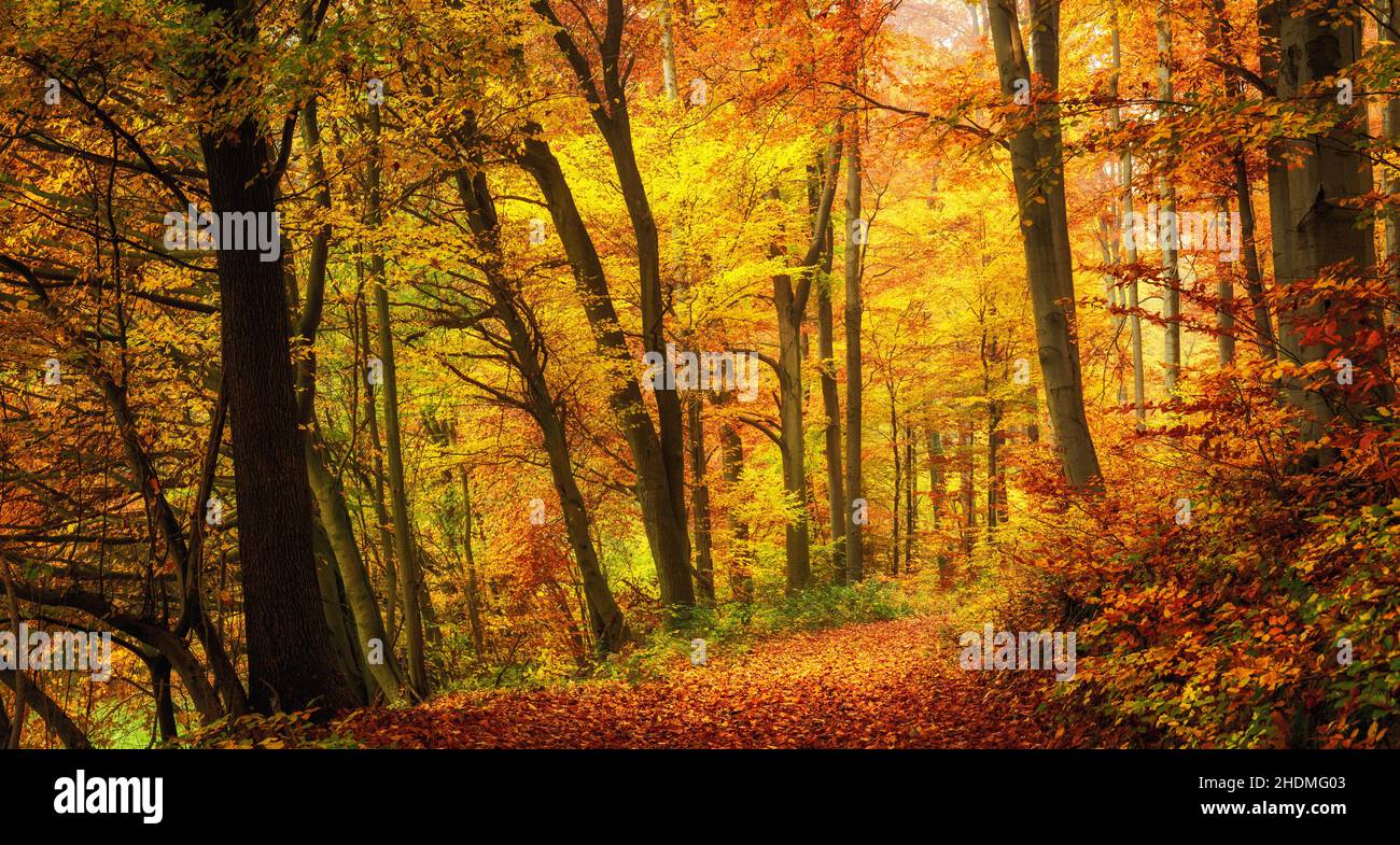 autumn, deciduous forest, indian summer, fall, deciduous forests Stock ...