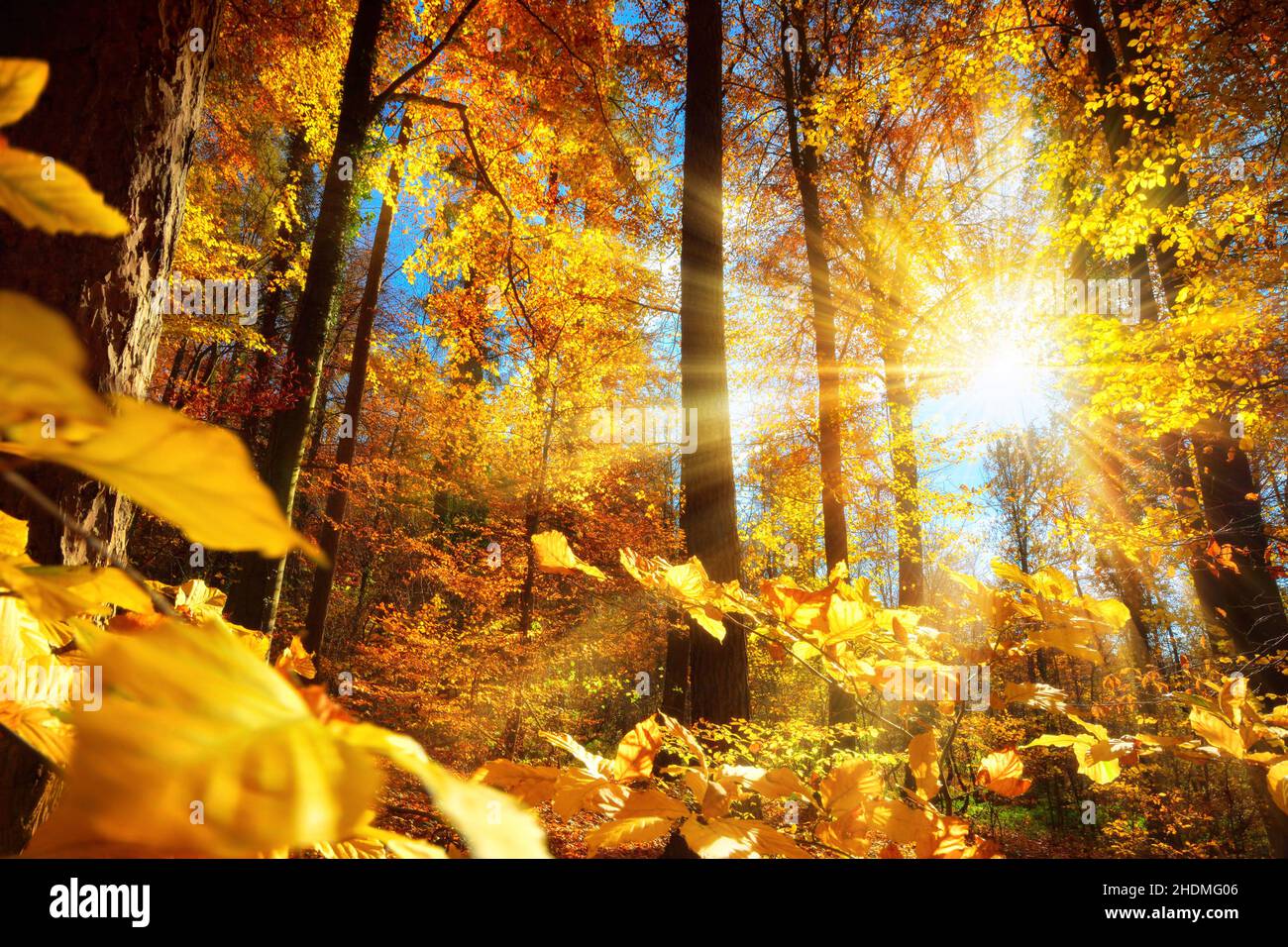 sunbeams, autumn forest, sun beams, sun ray, sun rays, sunbeam, sunray ...