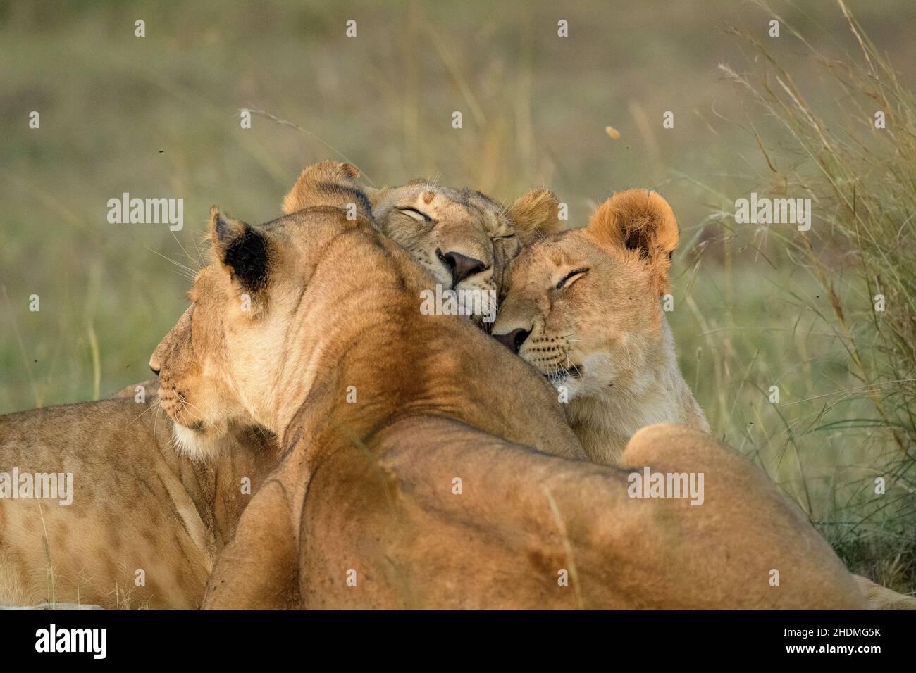 Paradise Pride of african Lions (Panthera leo) waiting for and greeting ...