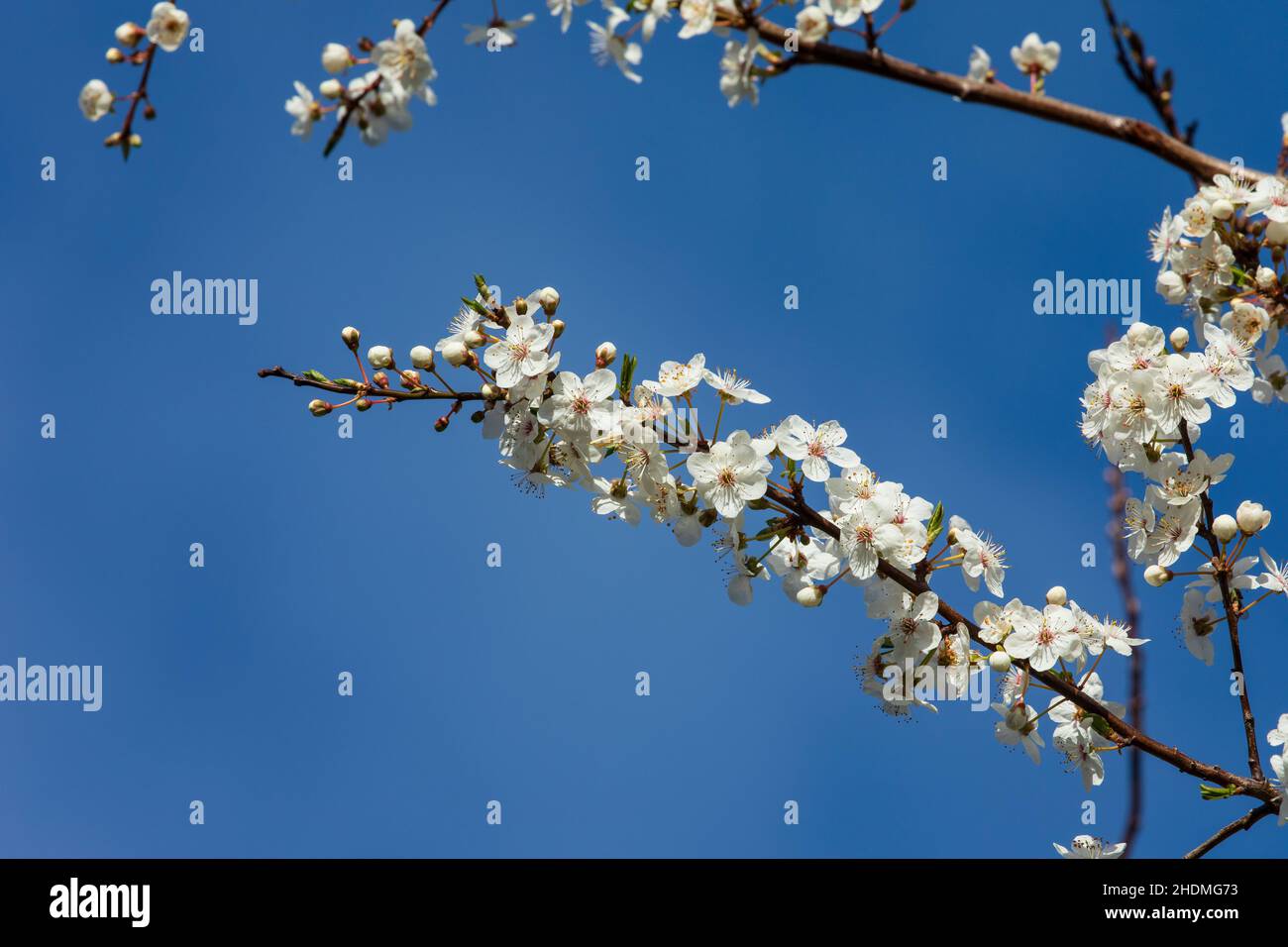 apple blossom Stock Photo