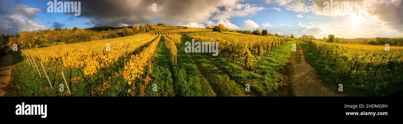 vineyard, vines, viticulture, vineyards, viticultures Stock Photo