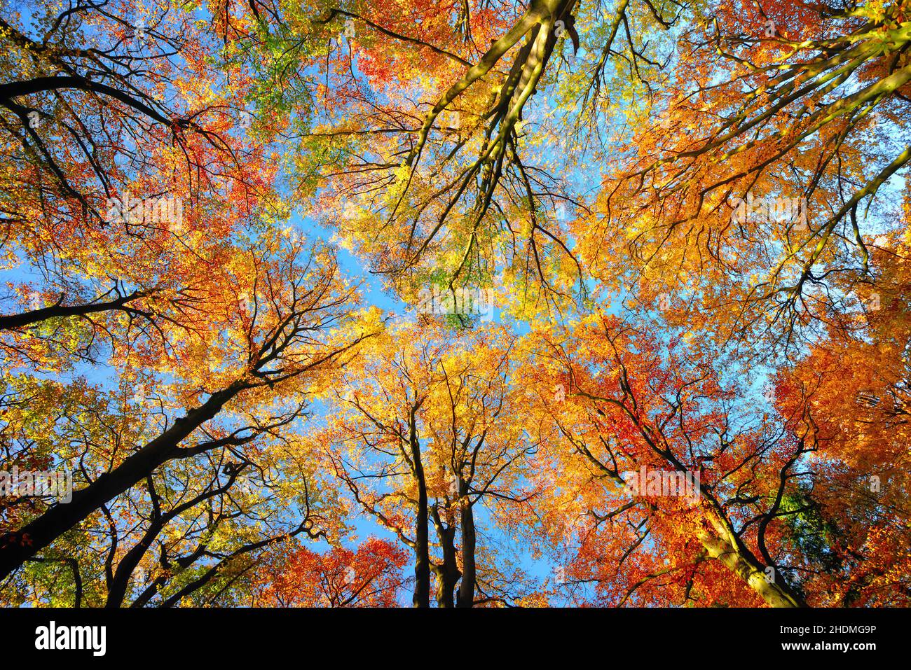 Beechs fall foliage forest hi-res stock photography and images - Alamy