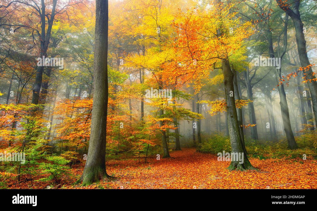 sunbeams, autumn forest, sun beams, sun ray, sun rays, sunbeam, sunray ...