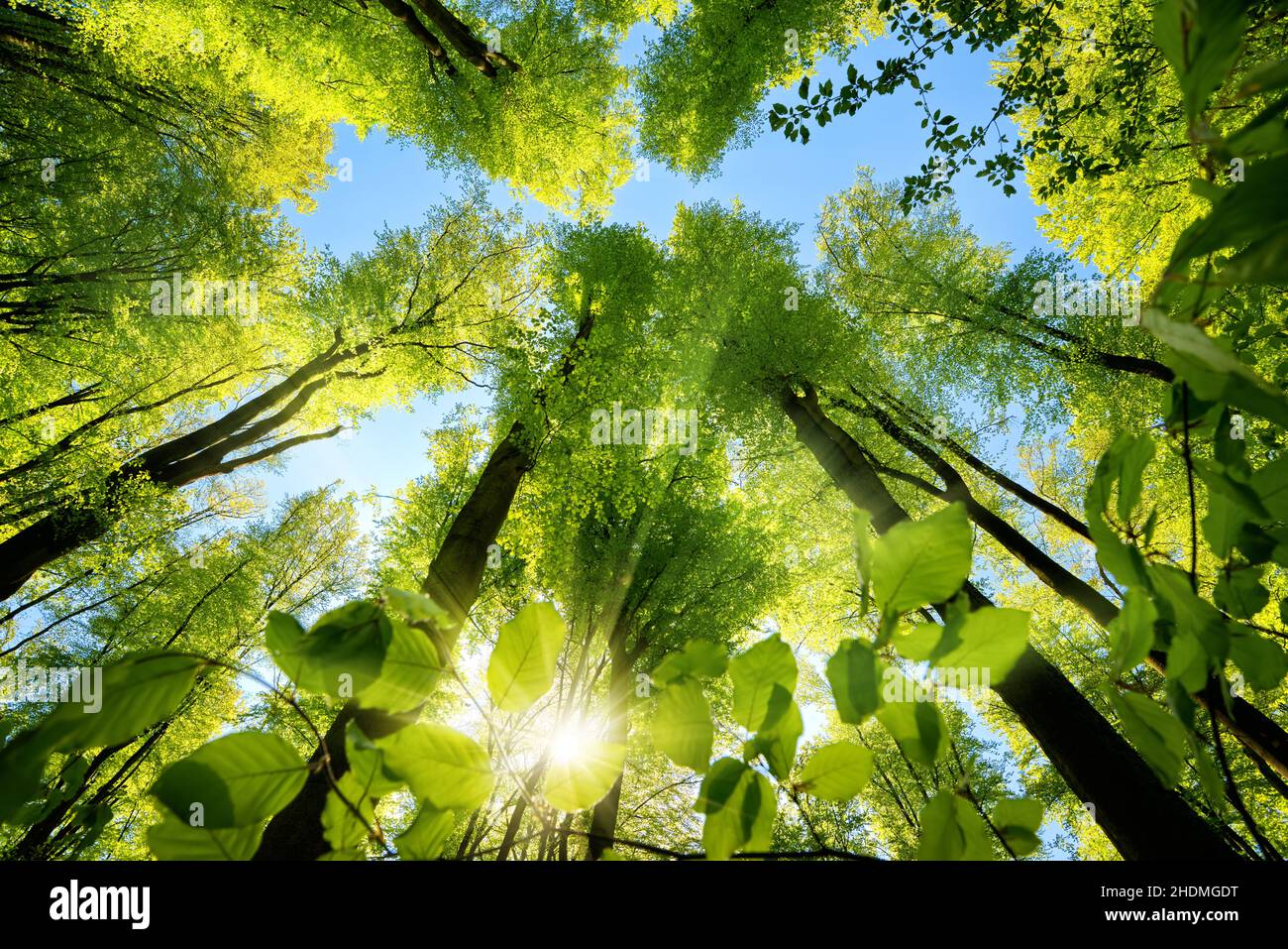 worm's eye view, forest, treetop, low angle shot, forests, wood, woodland, woods, treetops Stock Photo