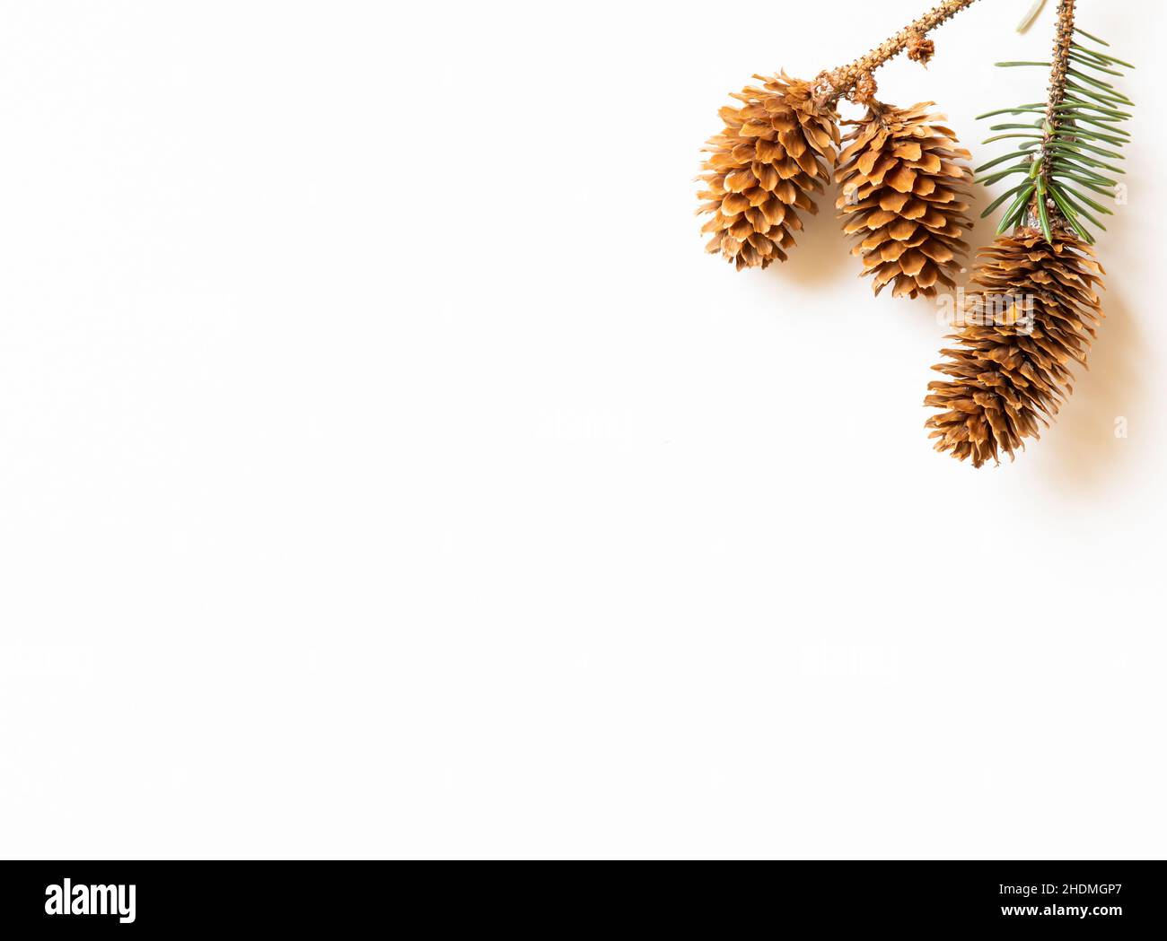 Christmas frame border of pine cones on a white background with copy ...