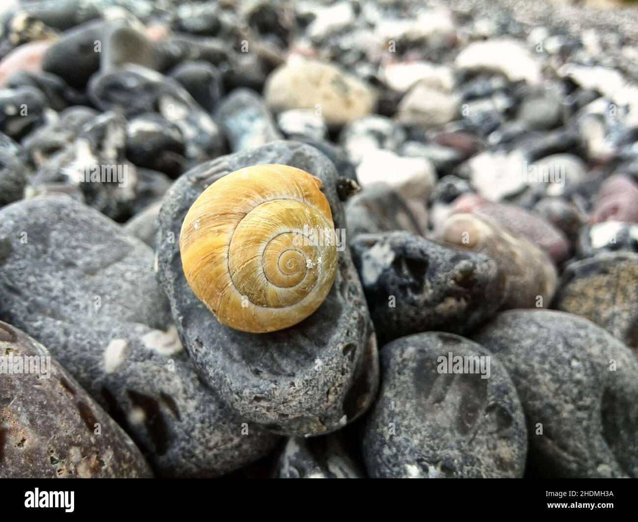 snail-shell, flintstone, snail-shells, flintstones Stock Photo