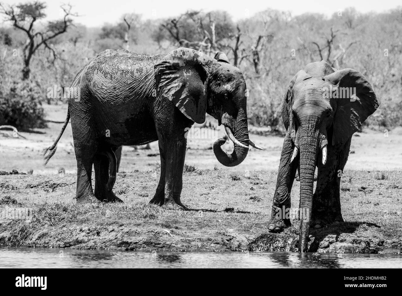 Two african elephants at the water Stock Photo - Alamy