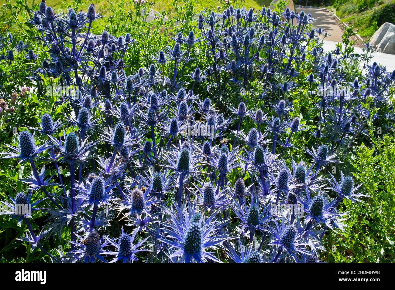 eryngium alpinum blue star sea holly Stock Photo Alamy