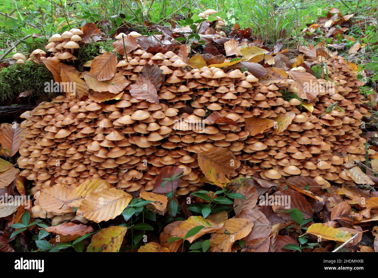 mushroom, strophariaceae, edible mushroom, mushrooms, strophariaceaes Stock Photo