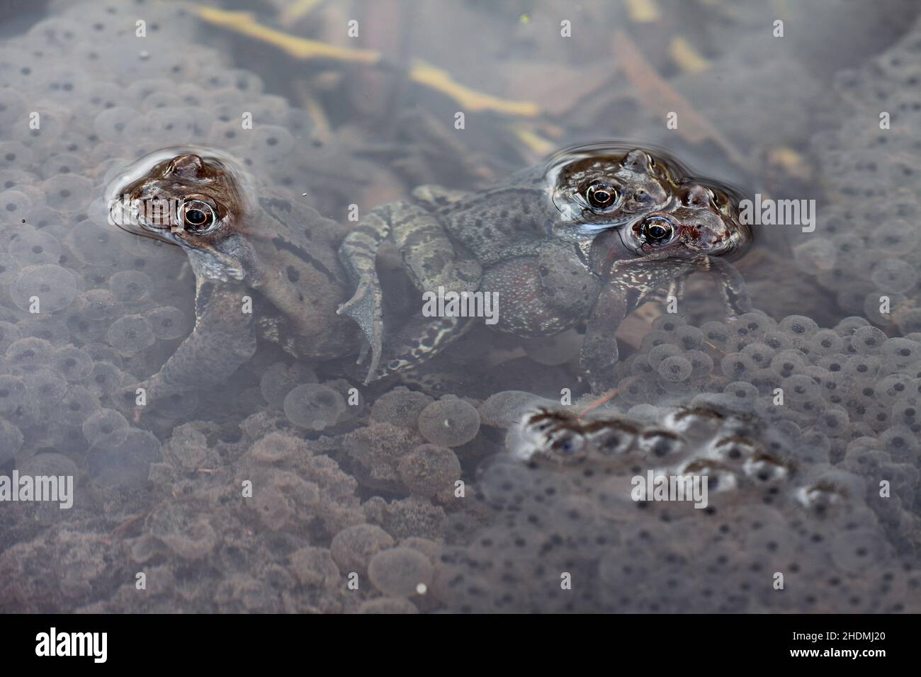 frog spawn, common frog, frog spawns, common frogs Stock Photo Alamy