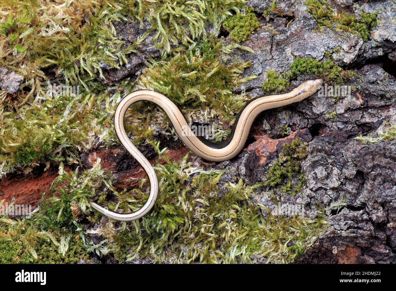 slow worm, slow worms Stock Photo Alamy