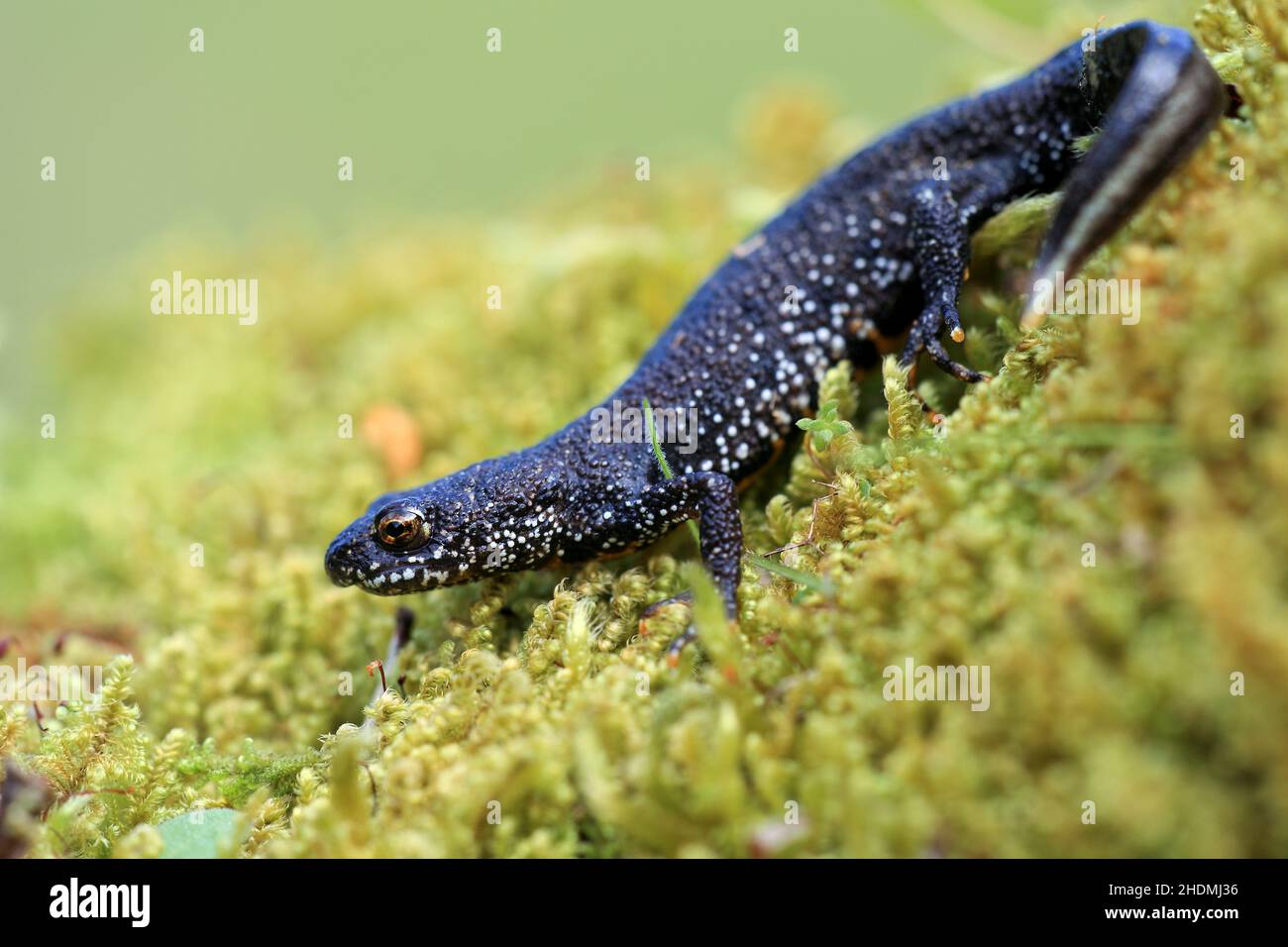 Animal day amphibians salamanders hi-res stock photography and images ...