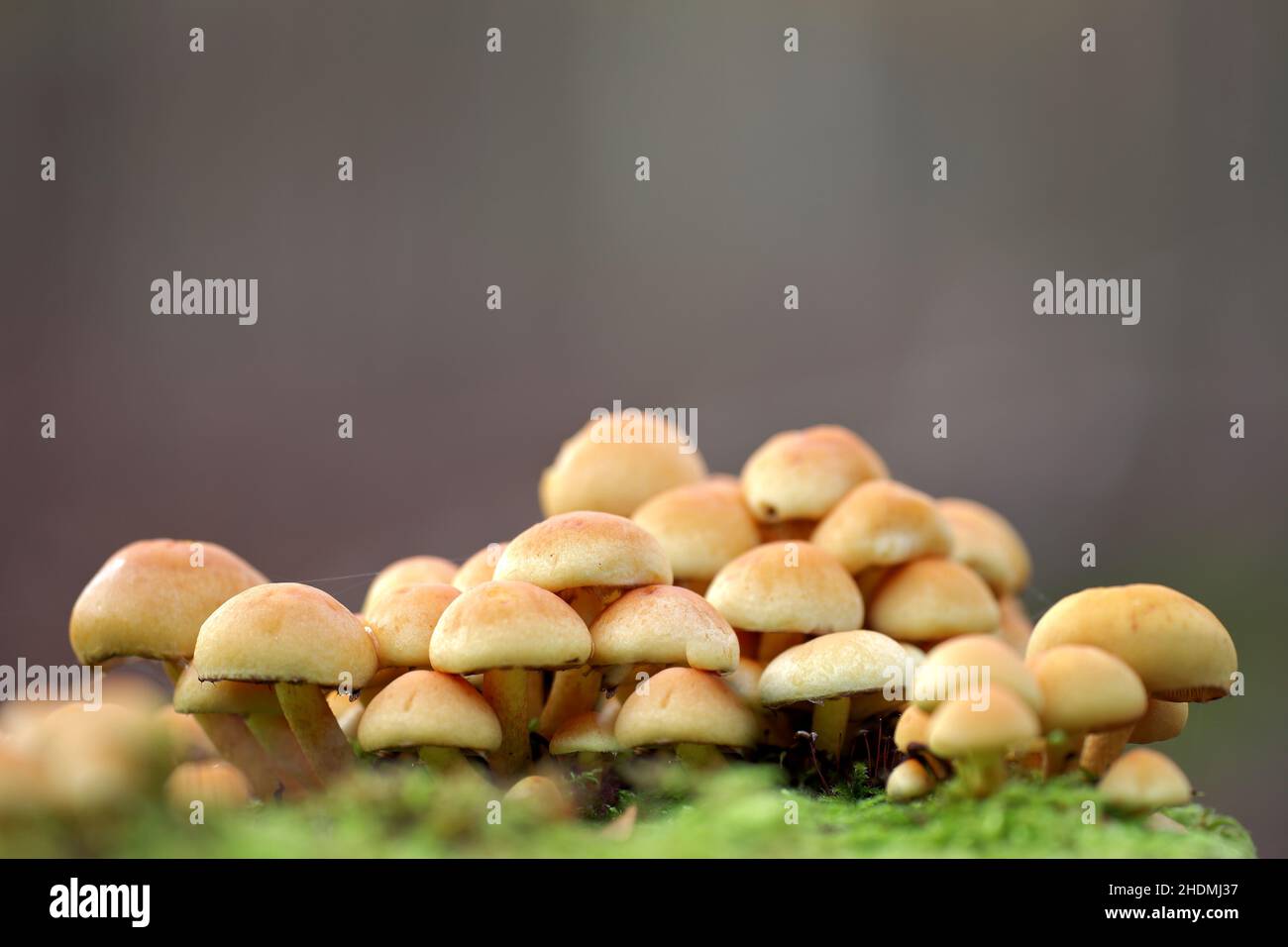 hypholoma capnoides Stock Photo