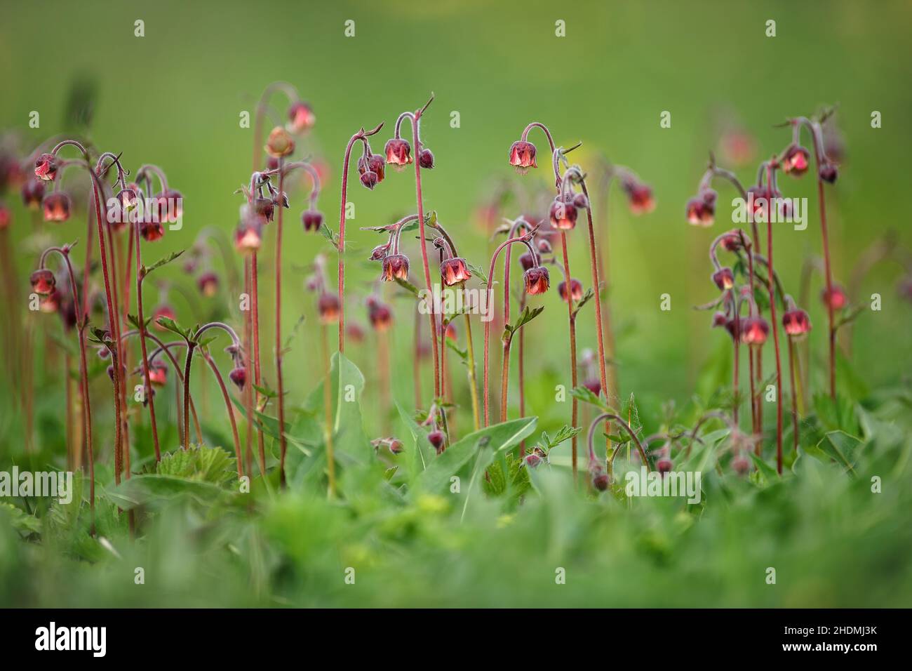 Rivale hi-res stock photography and images - Alamy