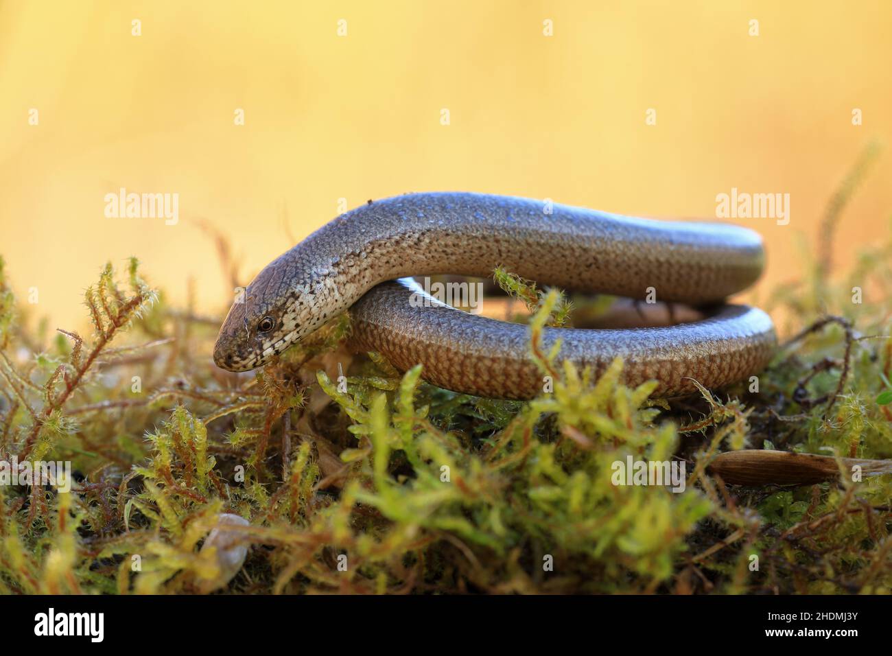 Slow animals hi-res stock photography and images - Alamy