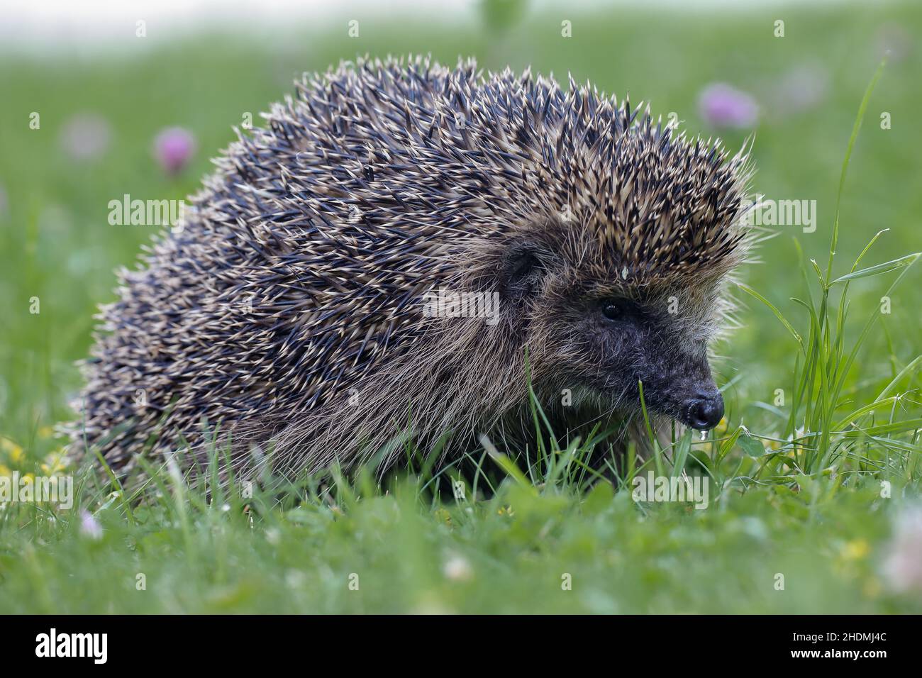 european hedgehog, european hedgehogs, hedgehog Stock Photo - Alamy