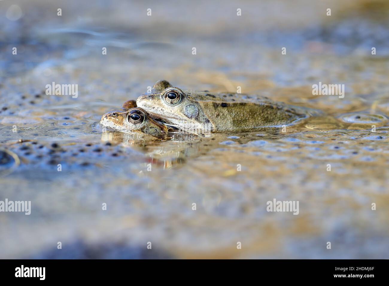 mating, common frog, common frogs Stock Photo Alamy