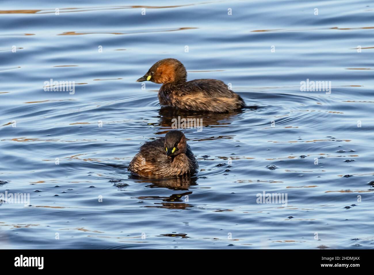 Two little grebe (Tachybaptus ruficollis), also known as dabchick, is a member of the grebe family of water birds Stock Photo