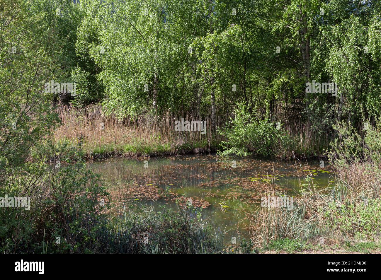 swamp, wetland, bog, swamps, wetlands, bogs Stock Photo Alamy