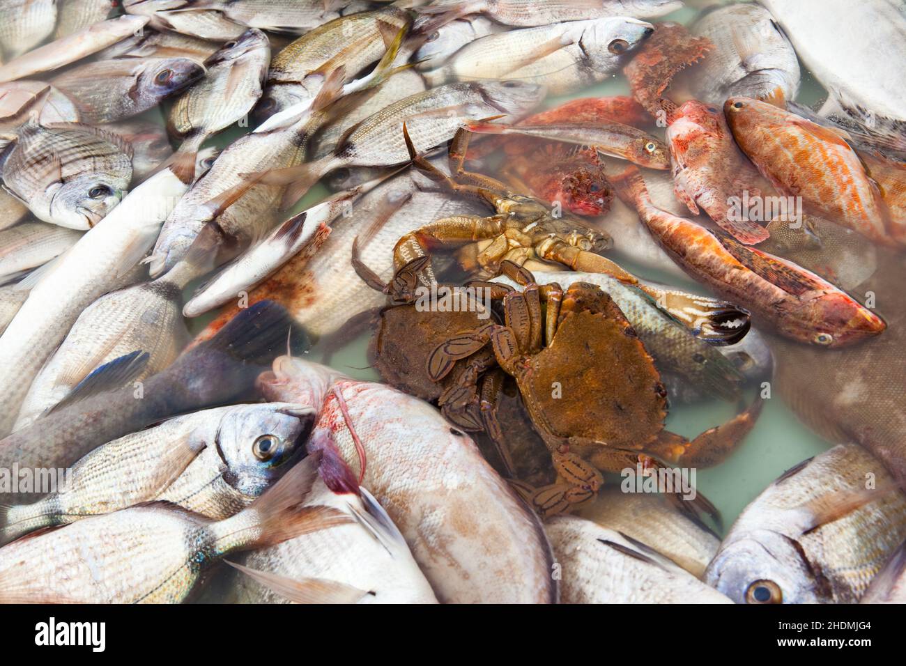 fish market, crabs, fish, fish markets, crab, fishes Stock Photo Alamy