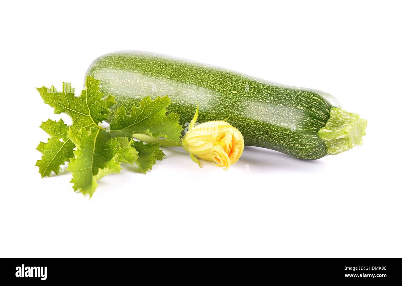 zucchini flower, zucchini, zucchini flowers, zucchinis Stock Photo Alamy