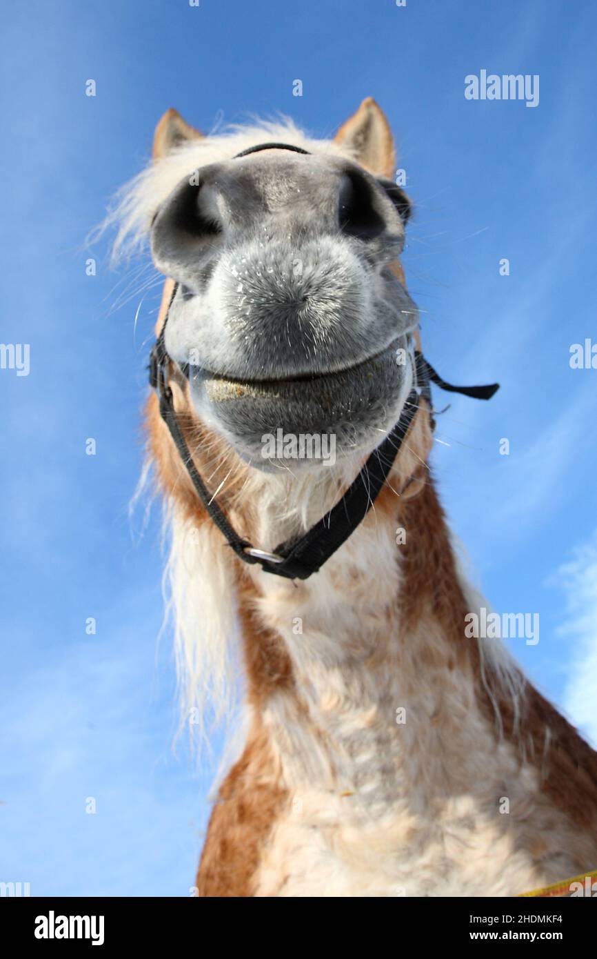 Pferd / Horse / Equus caballus Stock Photo - Alamy