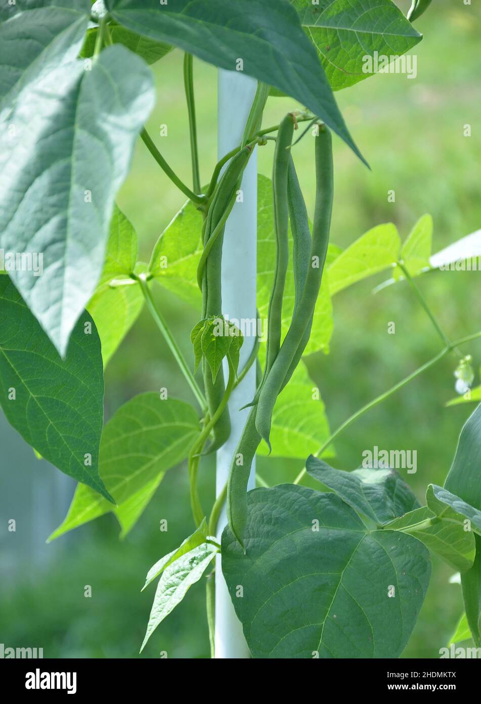 beans, pole bean, bean, pole beans Stock Photo Alamy