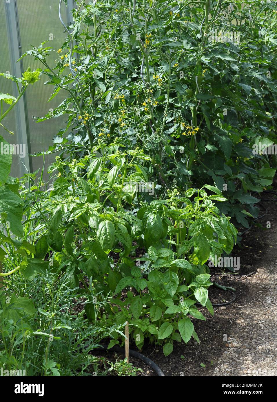 basil, tomato plant, basils, tomato plants Stock Photo Alamy