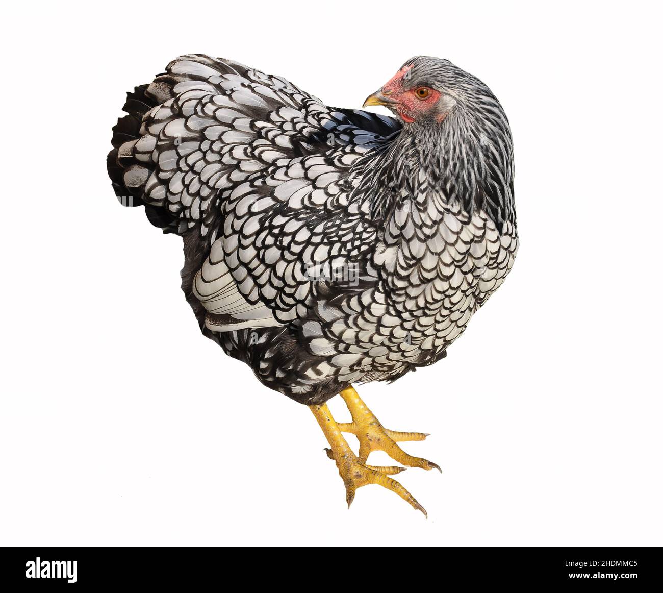 chicken, wyandotte, chicken breed, chickens, wyandottes Stock Photo Alamy