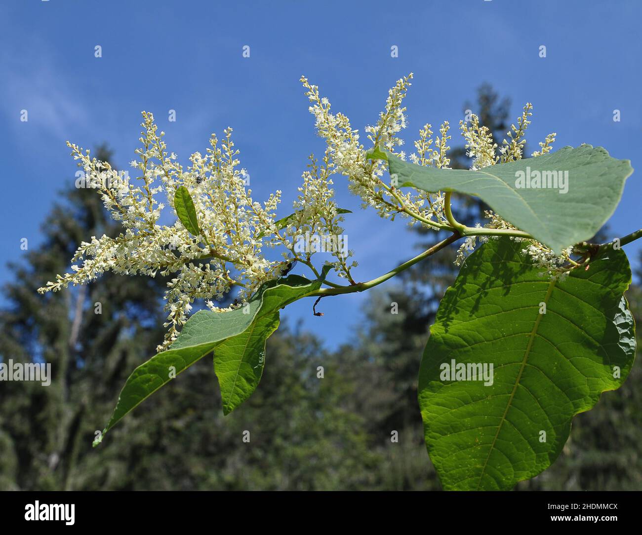 japanese knotweed, japanese knotweeds Stock Photo - Alamy