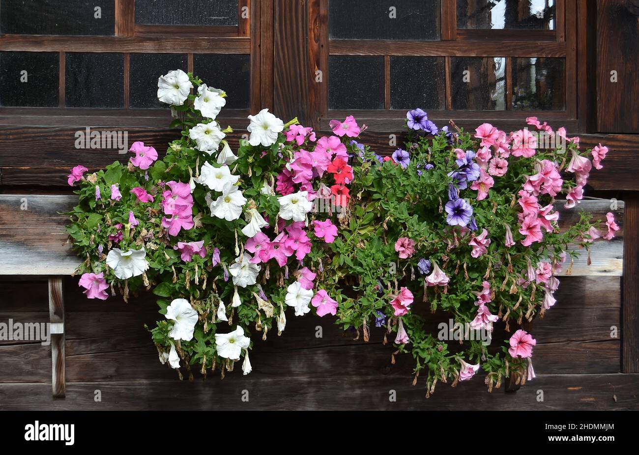 window box, petunia, window boxs, petunias Stock Photo Alamy