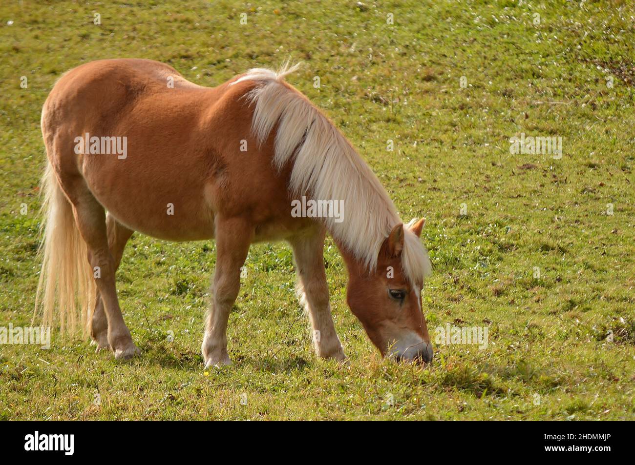 horse, haflinger, horses, haflingers Stock Photo Alamy
