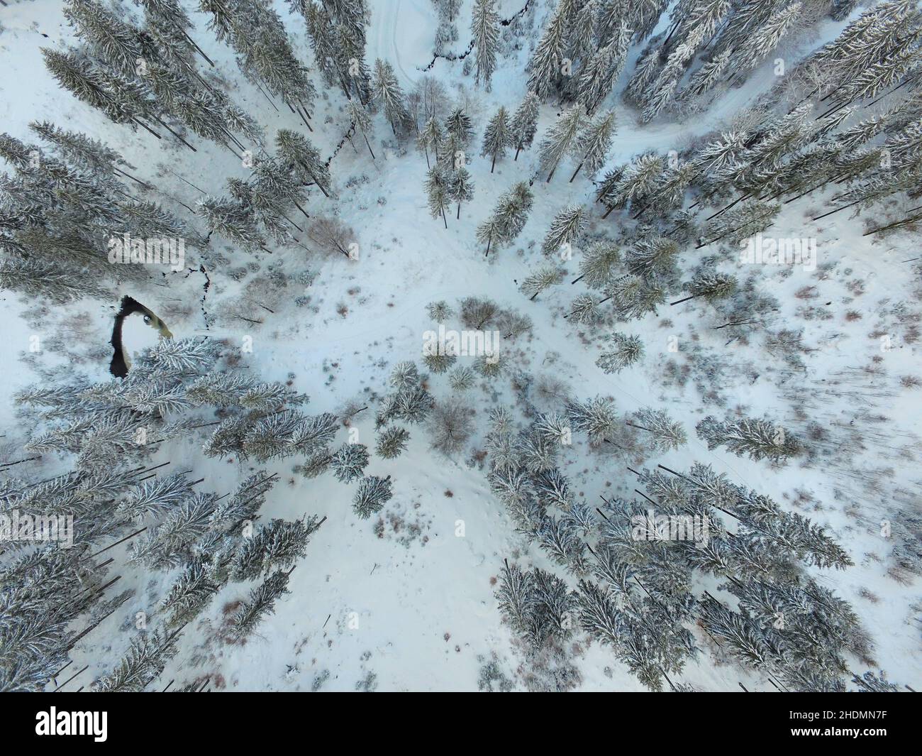 Winter colors in the forest hi-res stock photography and images - Alamy