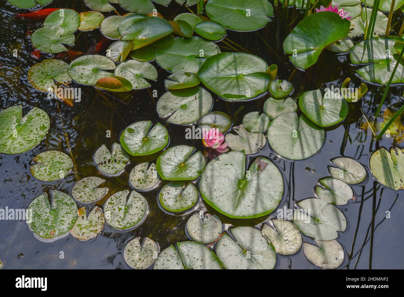 Pond plants water lilies hi-res stock photography and images - Alamy