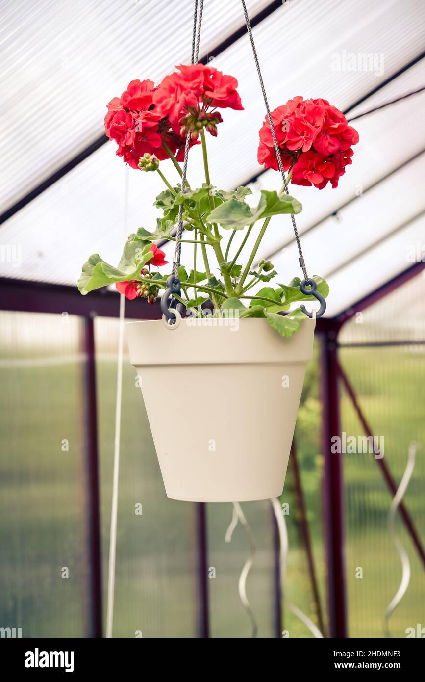geranium, hanging basket, geraniums, dangling, hanging baskets Stock