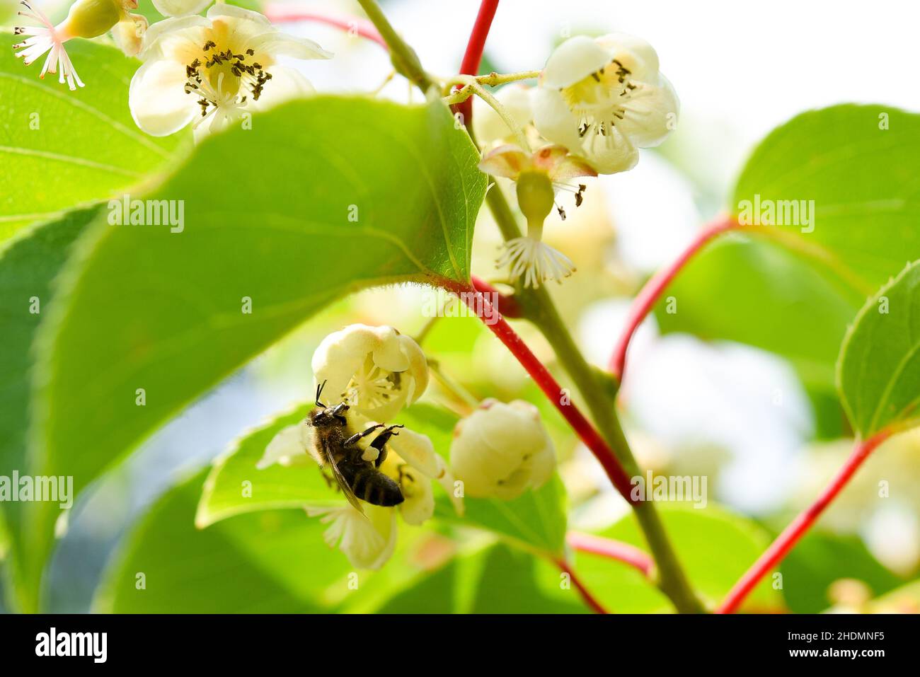 pollinate, kiwi blossom, pollinates, kiwi blossoms Stock Photo Alamy