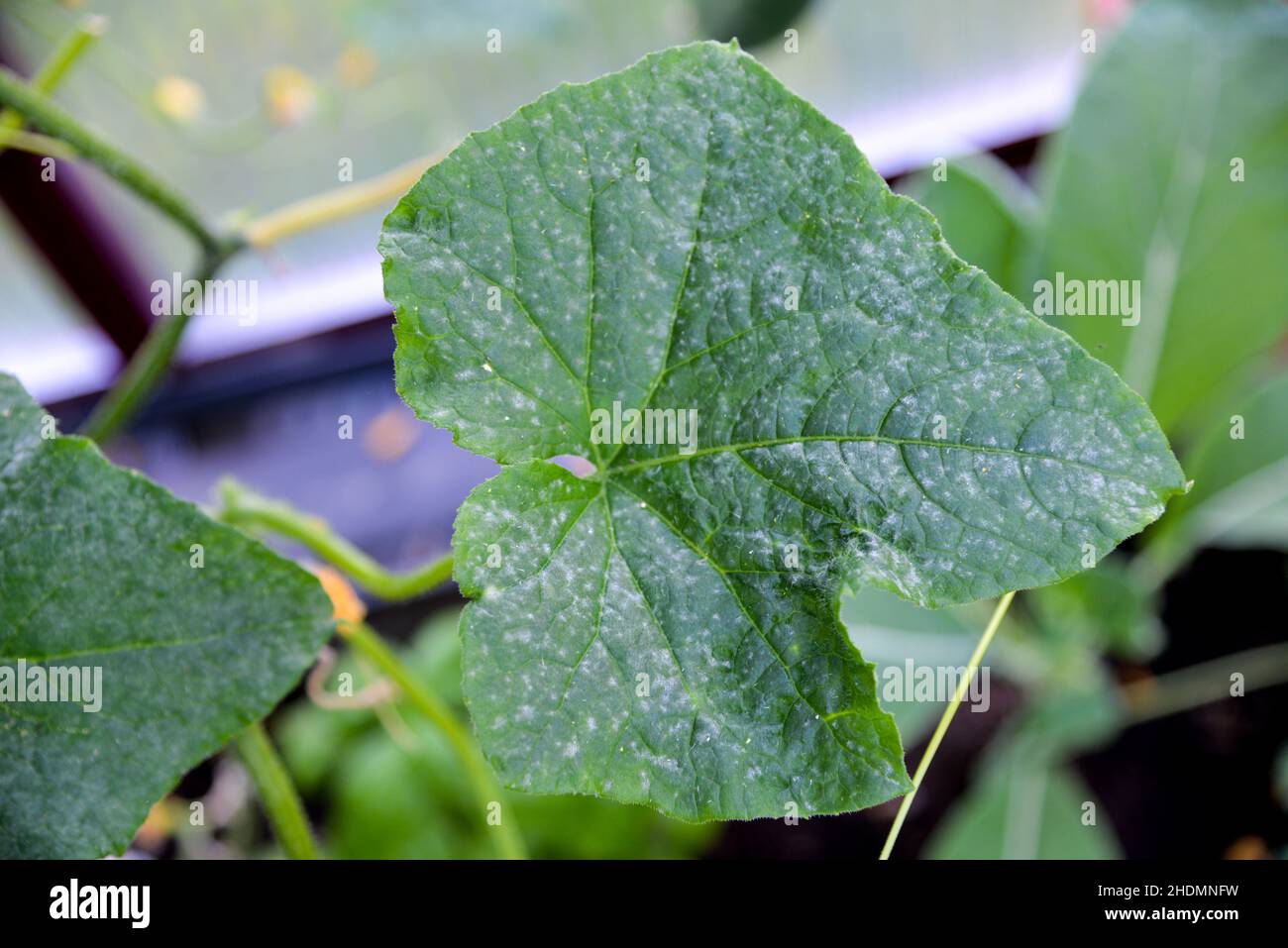 mildew, diseased plant, mildews, diseased plants, plant pathology Stock