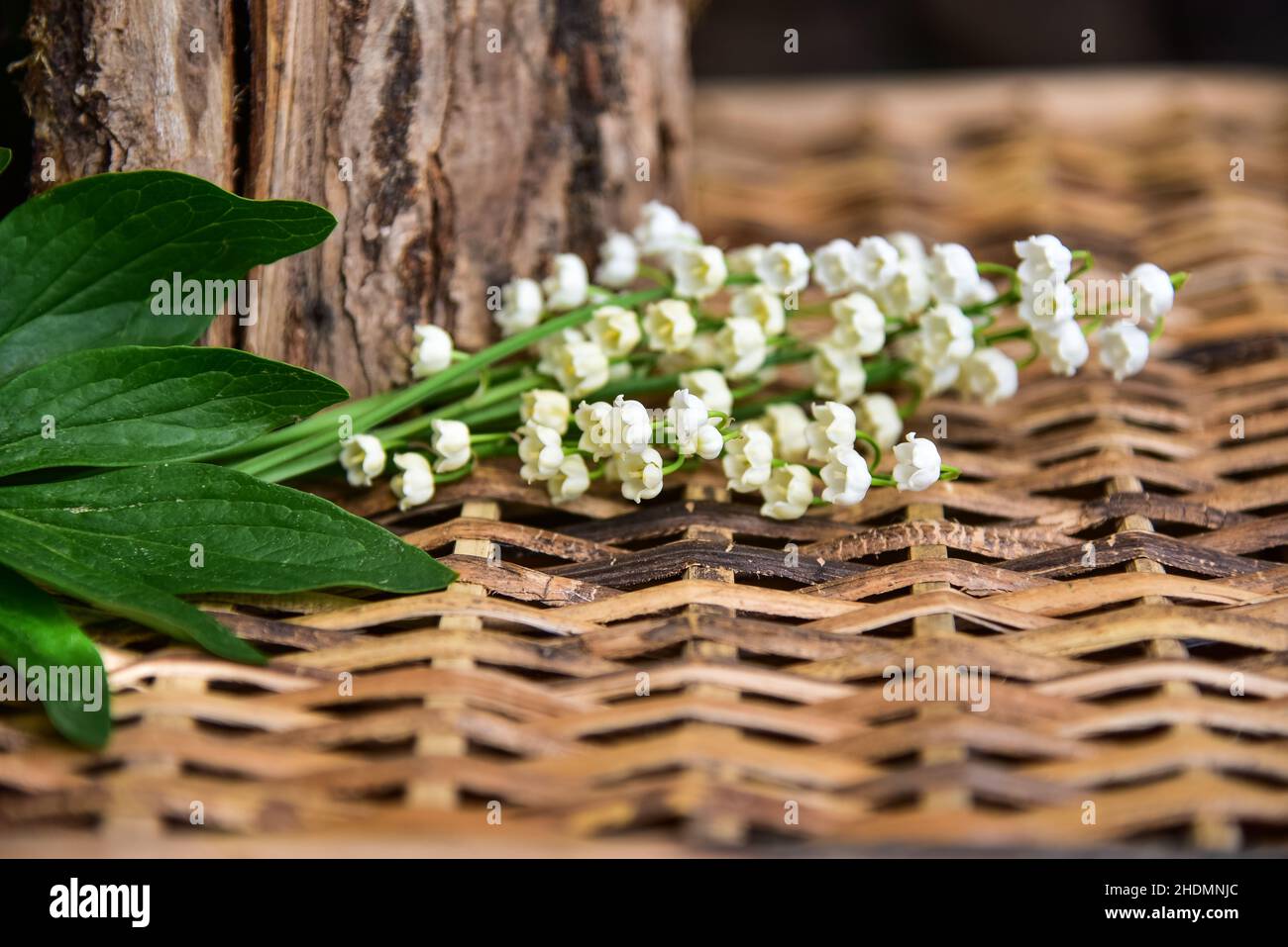 lily of the valley, lily of the valleys Stock Photo