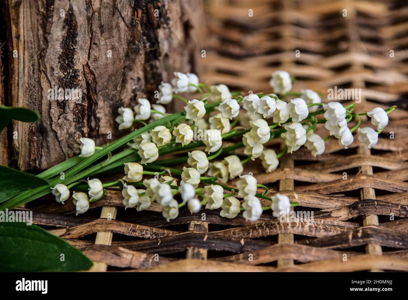 lily of the valley, lily of the valleys Stock Photo