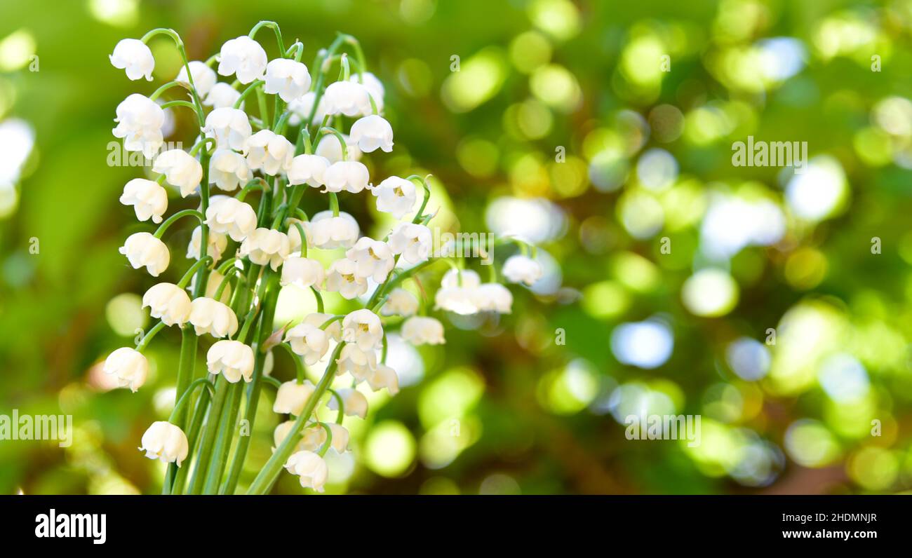 Lily of the valley blossoms hi-res stock photography and images - Alamy