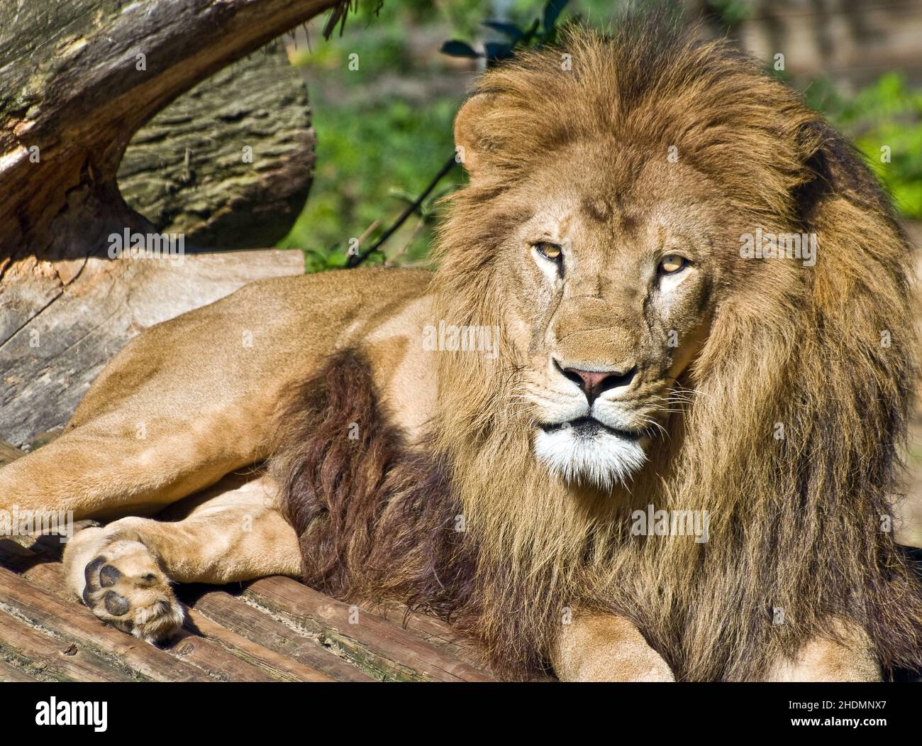 mane, lion, manes, leo, lions Stock Photo Alamy